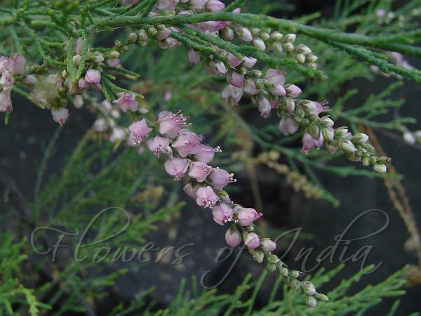 Erica Tamarisk